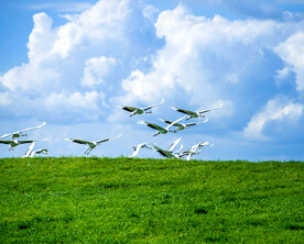 黑龙江扎龙湿地