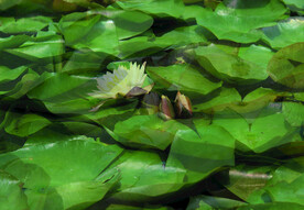 莲花 
