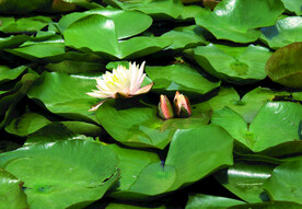 莲花