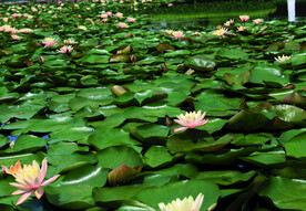 莲花