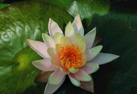 莲花 