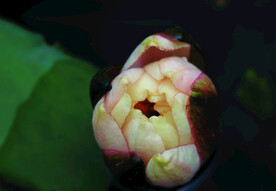 莲花 