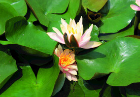 莲花  