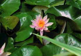 莲花