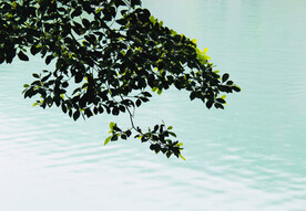 风景   水    树叶   
