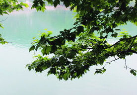 风景   水    树    