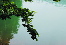风景   水    树    
