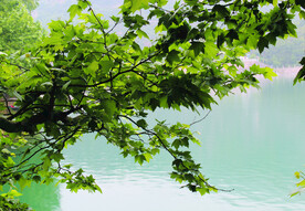 风景   水    树    
