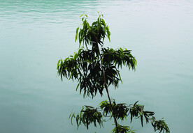 风景   水    树    