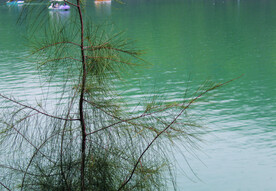 风景   水    树