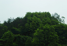 山林