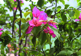 叶子花  