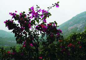 叶子花  