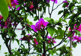 叶子花