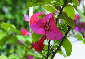 叶子花  