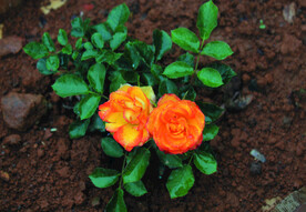 月季花  