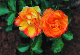 月季花   