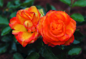 月季花