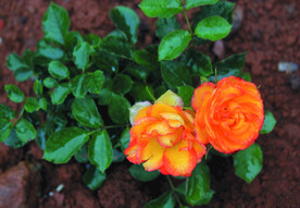 月季花