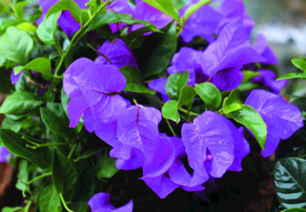 叶子花   