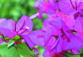 叶子花 