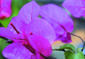 叶子花   