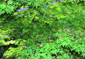 风景   树