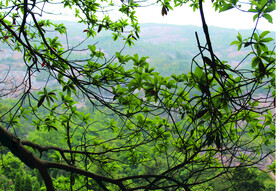 风景   树