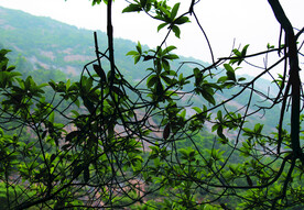 风景   树