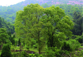 风景   树  