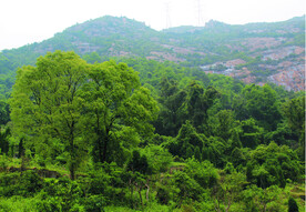 风景   树
