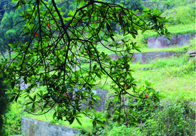 风景   树