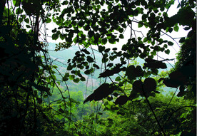 风景   树