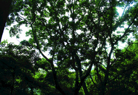 风景   树