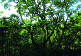 风景   树