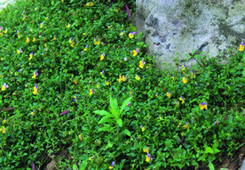 风景   花