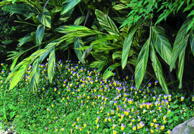 风景   花