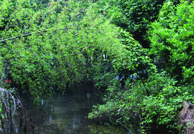 风景  水   树