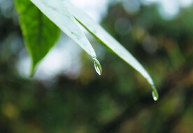 露水 