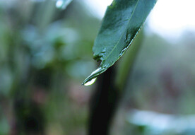 露水