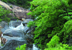 风景  水   树