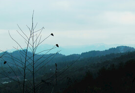 山