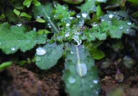 露水   苦苣菜