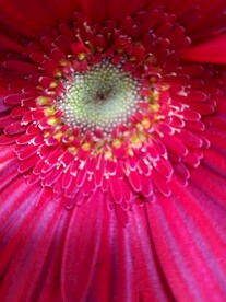 花卉壁纸