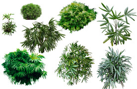 棕竹 乔木 树木 花树图片