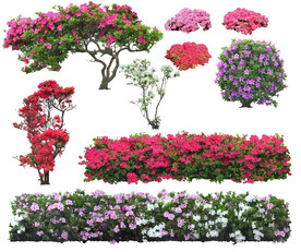 草丛 灌木 花 地被图片