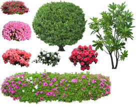 草丛 灌木 花 地被图片