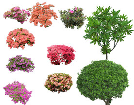 草丛 灌木 花 地被图片
