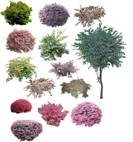 草丛 灌木 花 地被图片