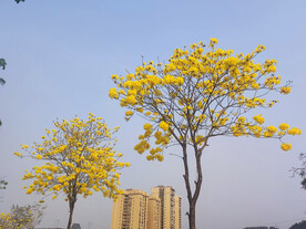 黄花风铃